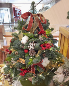 貴族松聖誕樹 NOBLE FIR XMAS TREE