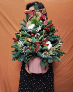 貴族松聖誕樹 NOBLE FIR XMAS TREE