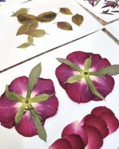 押花班 Pressed Flower Class