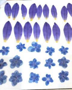 押花班 Pressed Flower Class