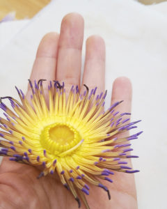 押花班 Pressed Flower Class